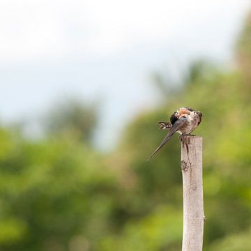 Endemische vliegenvanger Sulawesi