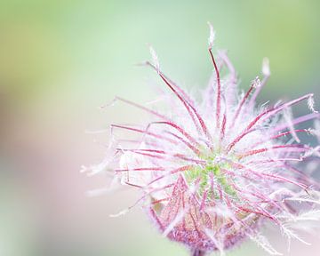 Knikkend nagelkruid van John Goossens Photography