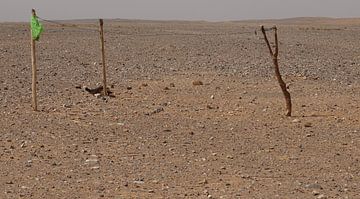 Woestijn in Marokko, waslijn van joyce kool