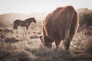 Schottischer Highlander mit Pferd