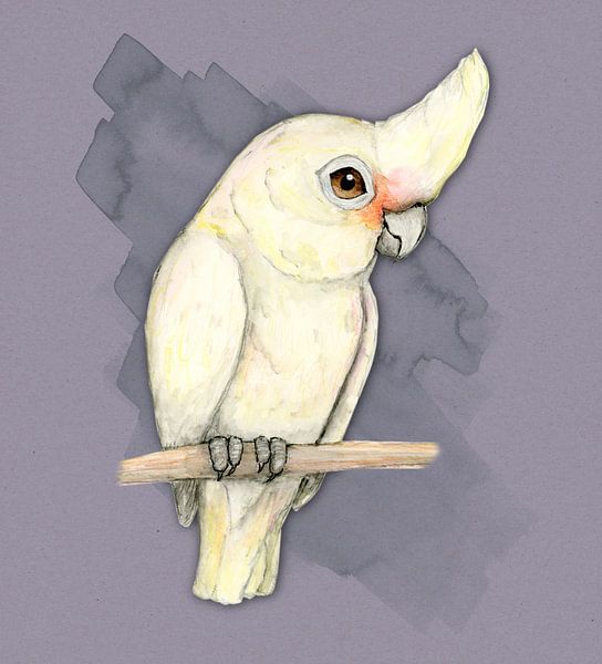 Goffin' s cockatoo by Bianca Wisseloo