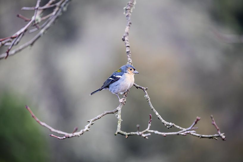 The Madeira Finch hanging from a twig by Eric van Nieuwland