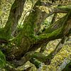 Moos am alten Baum von Dieter Ludorf