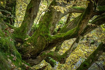 Moss on an old tree by Dieter Ludorf