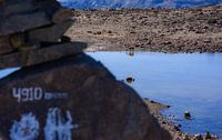 Lama trinkt aus einem kleinen See, Mirador de los Andes Peru