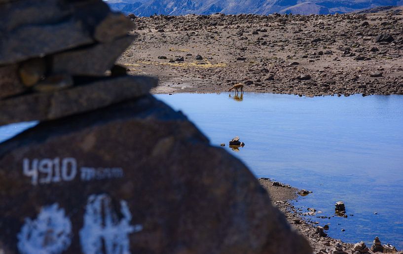 Lama trinkt aus einem kleinen See, Mirador de los Andes Peru von Bianca Fortuin