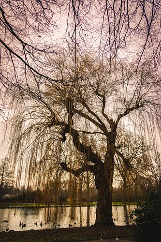 Saule pleureur au bord de l'étang dans le parc de la ville en hiver
