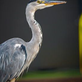 Heron waiting for a fish | Moordrecht, The Netherlands by Luis Boullosa
