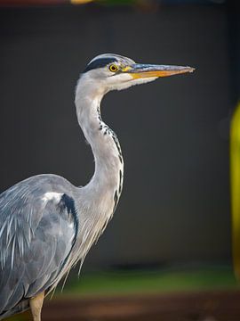 Reiger wachtend op vis | Moordrecht, Nederland van Luis Boullosa