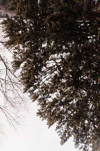 Natur in Amsterdam, Nordholland, Niederlande, Aaya Mohamed, Aaya Photographs