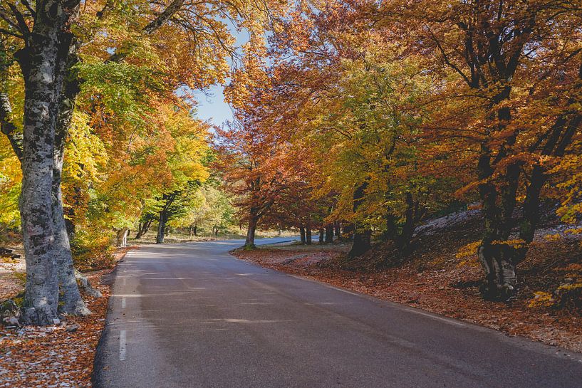 Indrukwekkende herfstkleuren in eikenbos van Fotografiecor .nl