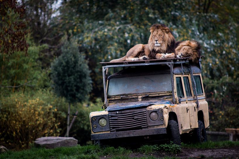 Lions auf dem Dach eines Jeeps von Suzanne Schoepe