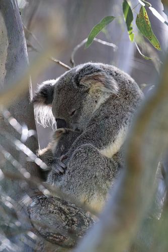 Een wilde Koala en zijn baby zittend in een boom Queensland Australië