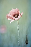 Lonely Poppy