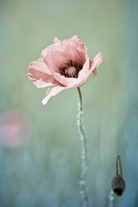 Lonely Poppy van Nanouk el Gamal - Wijchers (Photonook)