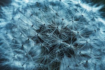 Macro paardenbloem vliegend zaadje abstract in Cool Blue van Dieter Walther