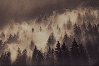 Forêt dans la brume.