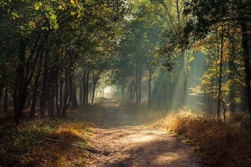Jacob's Ladder Planken Wambuis. by René Jonkhout