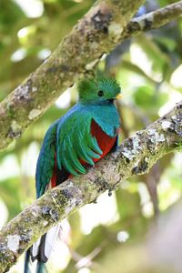 Quetzal (oiseau coloré d'Amérique centrale)