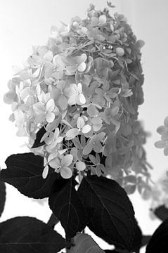 Mooie bloem - zwart-wit sur Joy Faber