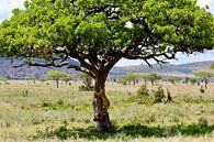Baumkletternder Löwe in der Serengeti von Daphne de Vries Miniaturansicht