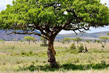 Lion grimpant aux arbres dans le Serengeti