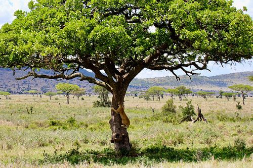 Boomklimmende leeuw in de Serengeti