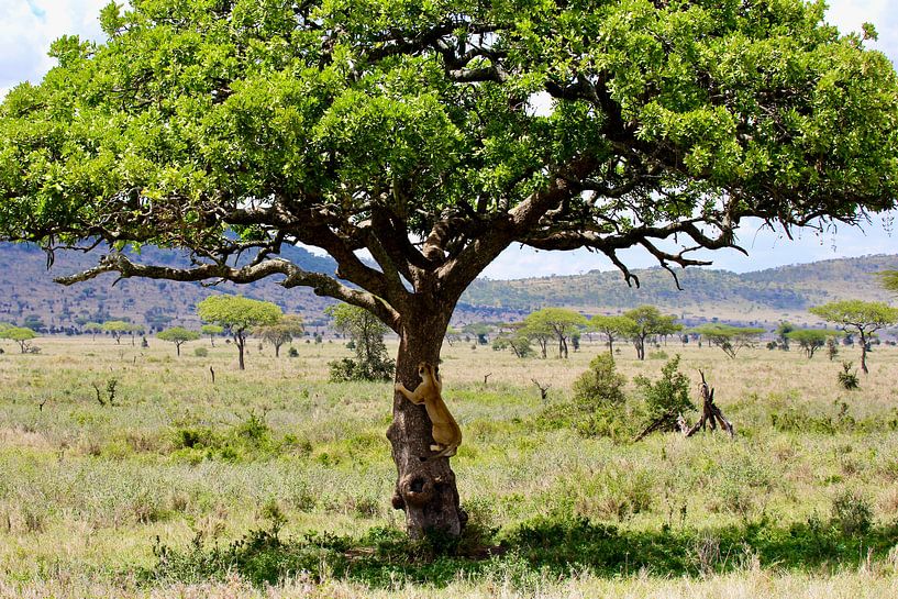 Baumkletternder Löwe in der Serengeti von Daphne de Vries