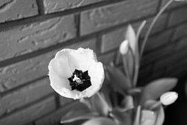 The first flowers in the Emsland garden by Bianca Meyering Fotos - BMF