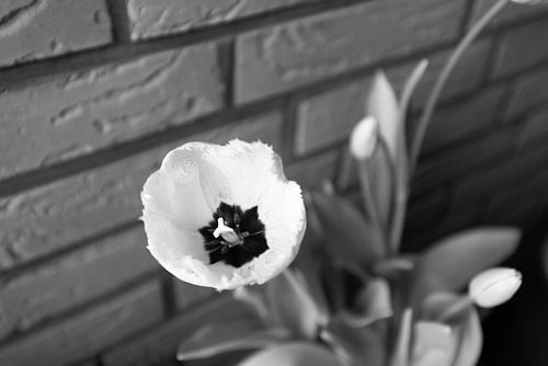 De eerste bloemen in de Emsland-tuin.