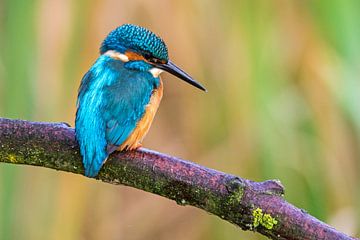 Kingfisher by Martin de Bock
