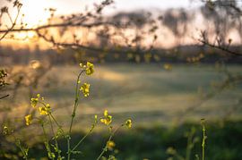 flowers part 107 by Tania Perneel