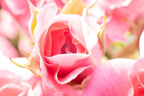Tender Awakening: The Pink Rose in Flower Bud