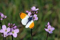 Aurora vlinder zittend op weideschuim wiet van cuhle-fotos thumbnail