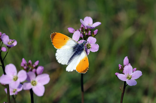 Aurora butterfly sitting on meadow foam weed