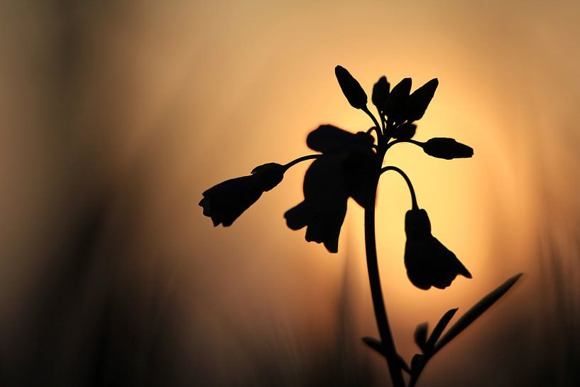 Fleur de Pentecôte. par Patrick Brouwers