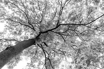 The Canopy's Breath