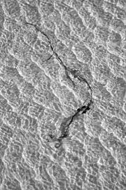 Weed in water 2 by BYLDWURK