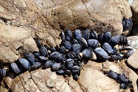 Fresh mussels grow on coastal rocks