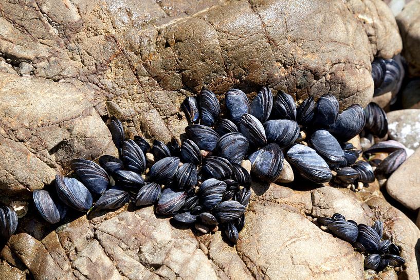 Fresh mussels grow on coastal rocks by Frans Rombout