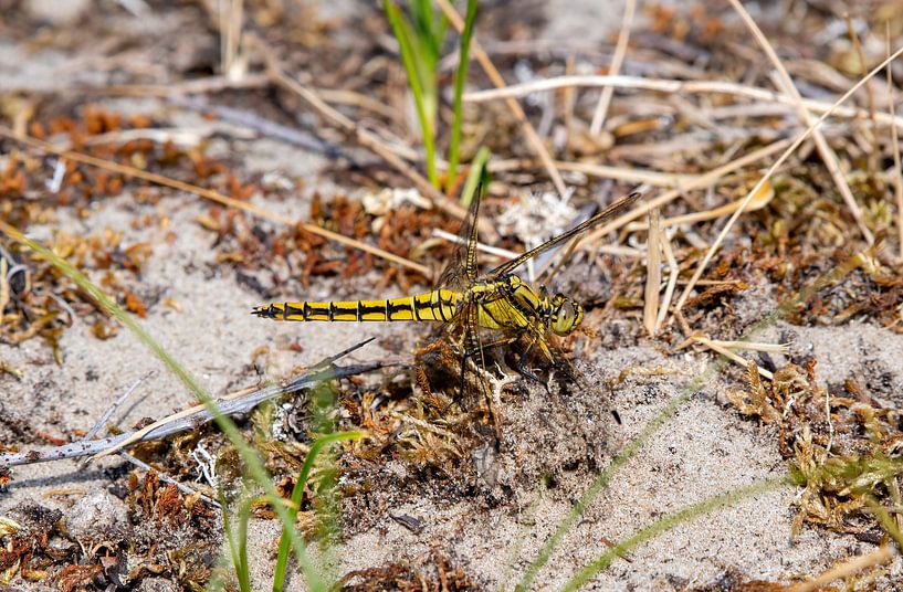 Libelle in der Düne von Merijn Loch