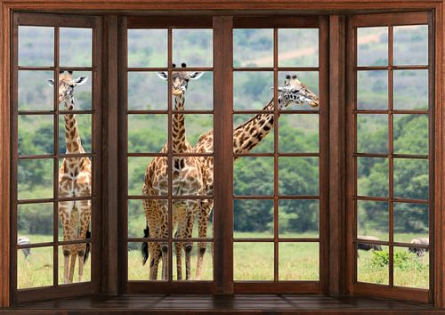 View from a wooden window by Bert Hooijer