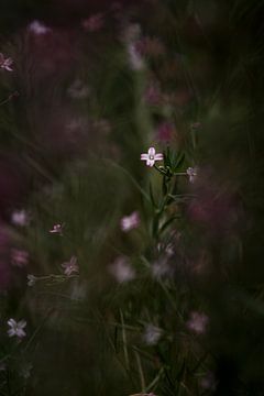 Flower in Mystical Twilight Atmospheric Nature by Femke Ketelaar