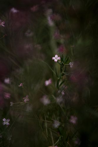 Fleur dans le crépuscule mystique Nature atmosphérique