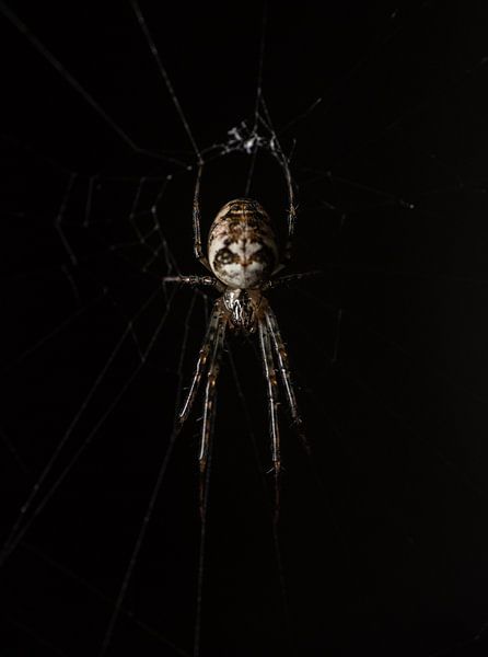 The autumn spider by Patrick Schwarzbach