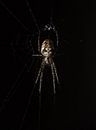 The autumn spider by Patrick Schwarzbach thumbnail