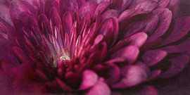Photo d'ambiance d'un chrysanthème violet en gros plan, au format panoramique sur Natalia Gebauer Studio