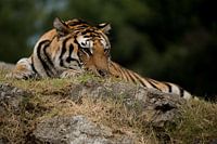 Liggende tijger