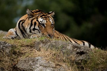 Liggende tijger van peters-fotos.nl