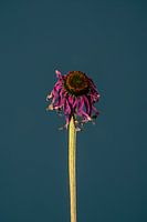 Rosa Totenblume (blau)